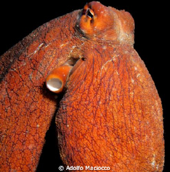 Octopus by Adolfo Maciocco 